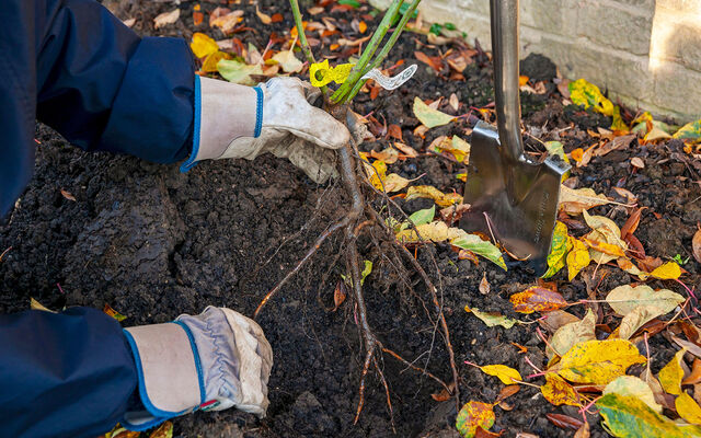 A person planting a plan into the ground