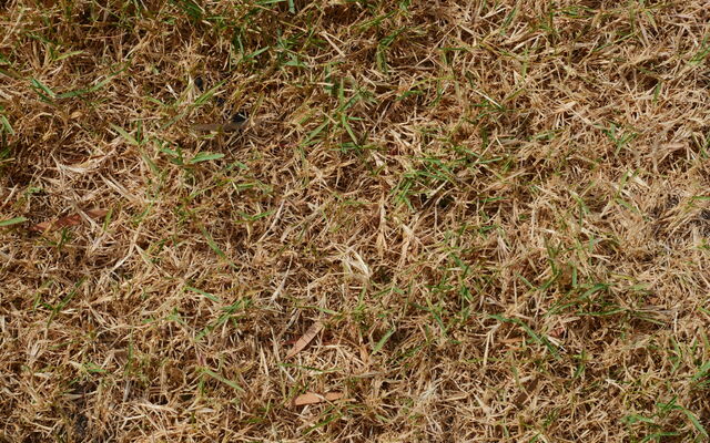 Dry grass