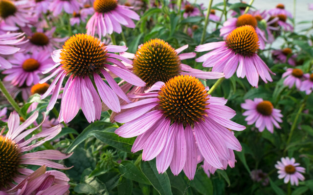 Purple flowers