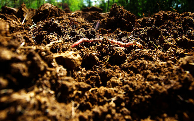 A close up of health soil in the sunshine