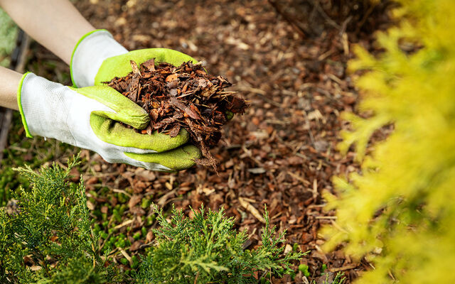 A close up person wearing gardening gloves holding chunky chippings