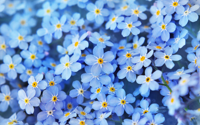 Blue flowers