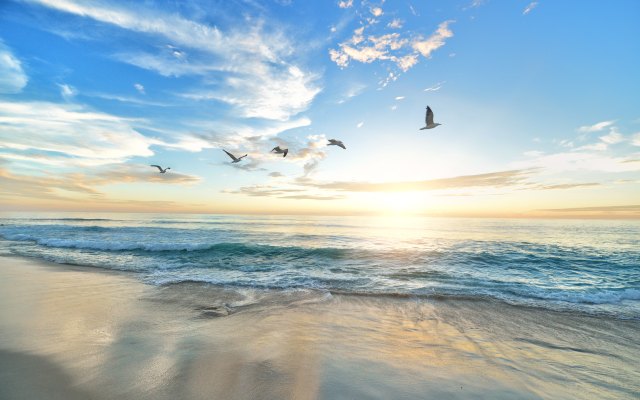 Birds flying over a beach at sunrise