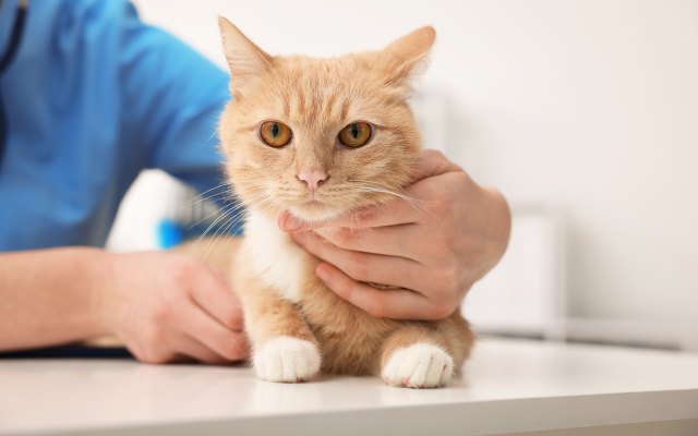 cat at a vets