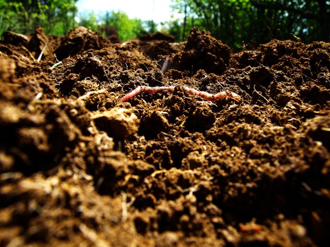 A close up of health soil in the sunshine