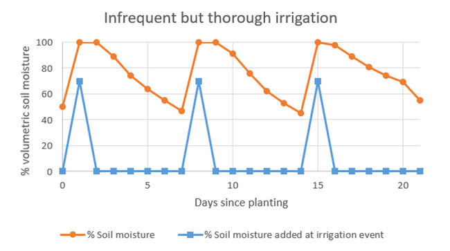 Graph showing infrequent but thorough irrigation