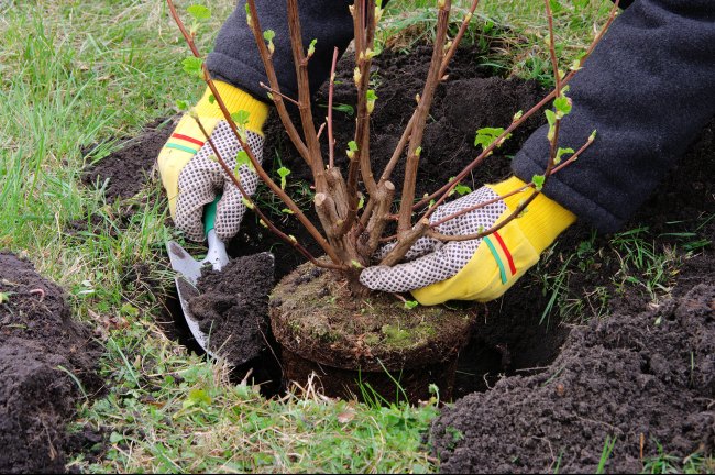 photo of a plant being planted into the earth