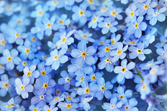 Close up photo of blue flowers forget-me-nots