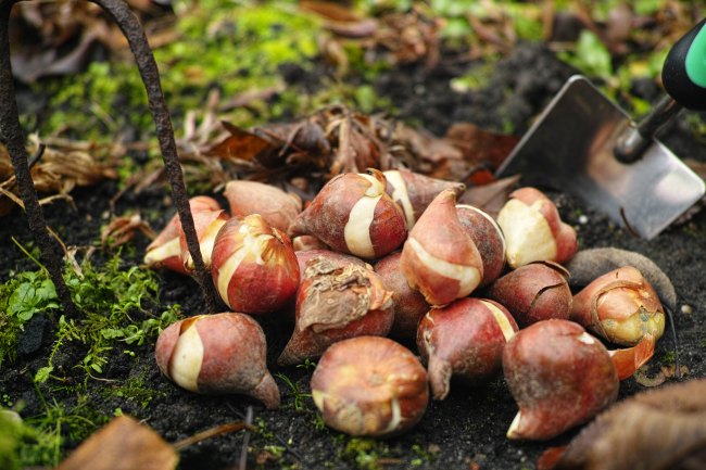 Photo of bulbs to be planted