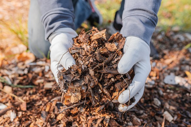 photo of hands holding large mulch chippings