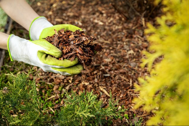 Photo of someone picking up mulch