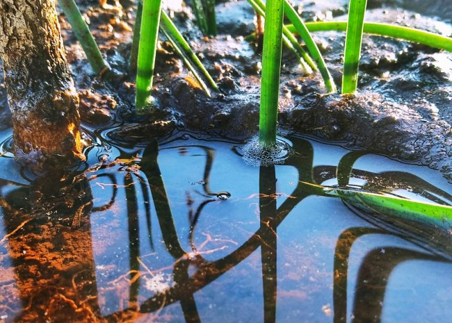 Close up of water pool in a plant pot