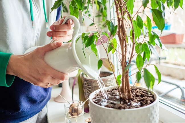 A person pouring water into a potted plant