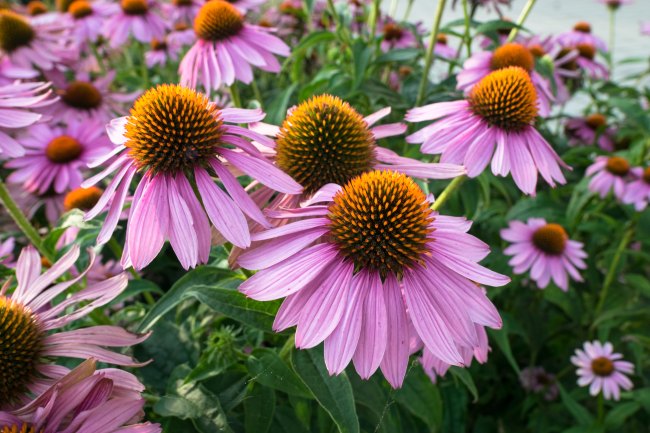 Purple flowers