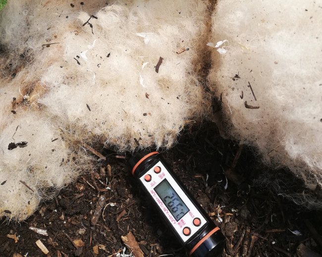 Sheeps wool