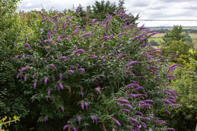 Large shrub