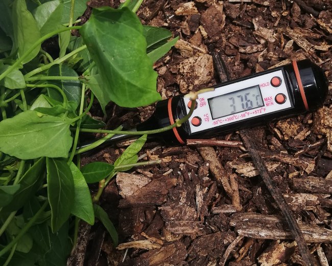 Weeds as mulch