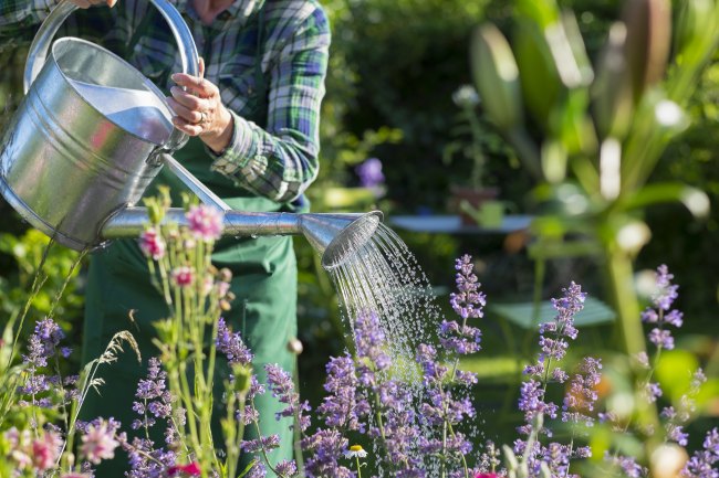 Watering can in garden summer